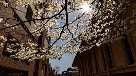 Springtime white leaves on a low-hanging branch of a tree in between two buildings. The sun shines in the upper left corner.